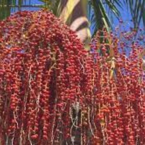 King Palm Fruit Tree Manufacturer & Supplier in India